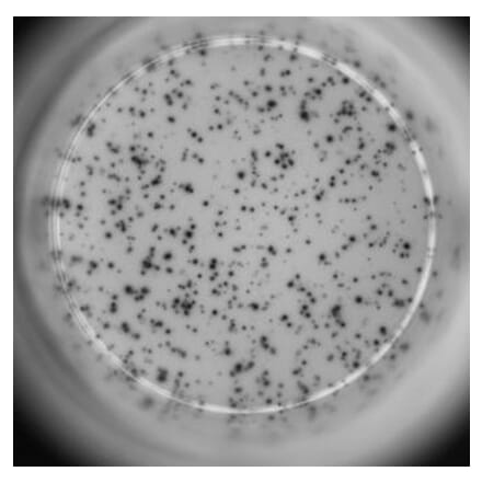 ELISpot - Mouse IL-4 ELISpot Kit (A334662) - Antibodies.com