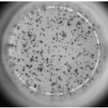 ELISpot - Mouse IL-4 ELISpot Kit (A334662) - Antibodies.com