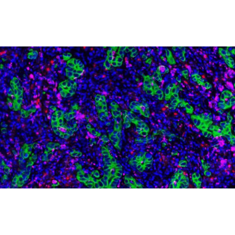 mIHC - mIHC Complete TSA Multiplex Kit - 3 Color- Antibodies.com