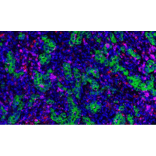 mIHC - mIHC Complete TSA Multiplex Kit - 3 Color- Antibodies.com