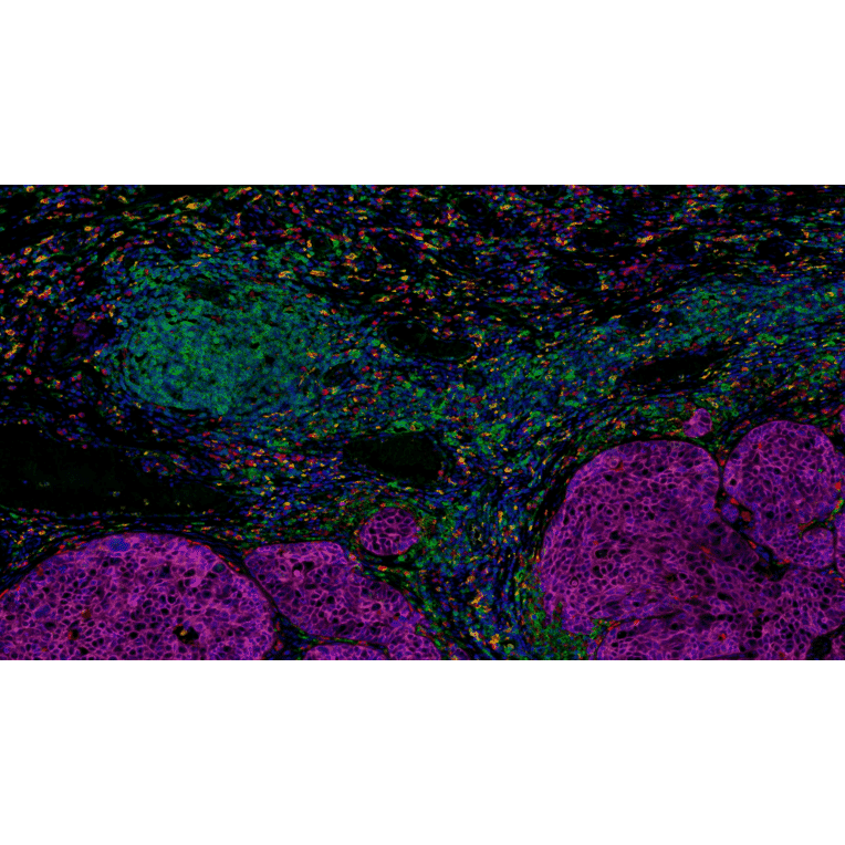 mIHC - mIHC Complete TSA Multiplex Kit - 5 Color (A334670) - Antibodies.com