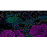 mIHC - mIHC Complete TSA Multiplex Kit - 5 Color (A334670) - Antibodies.com