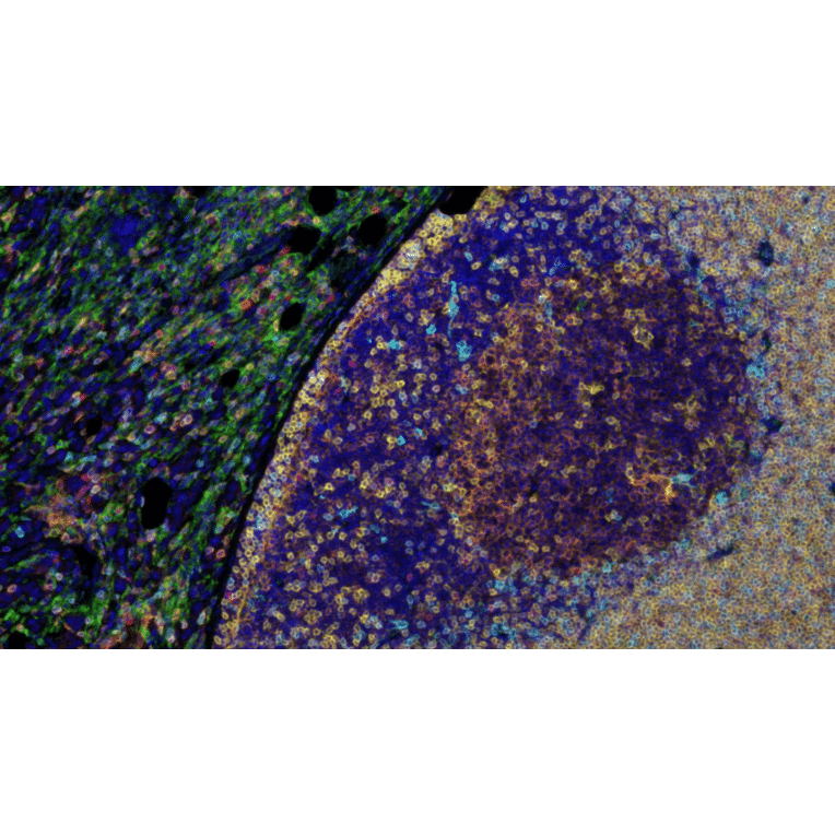 mIHC - mIHC Complete TSA Multiplex Kit - 5 Color (A334671) - Antibodies.com