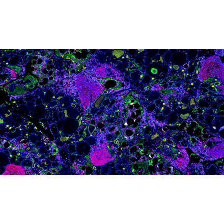 mIHC - mIHC Complete TSA Multiplex Kit - 6 Color (A334672) - Antibodies.com