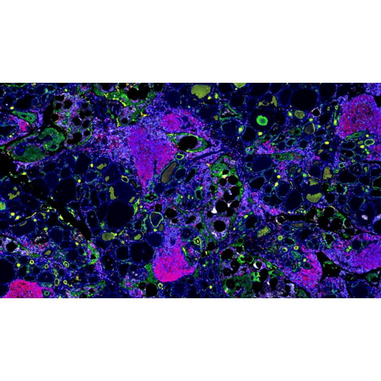 mIHC - mIHC Complete TSA Multiplex Kit - 6 Color (A334672) - Antibodies.com