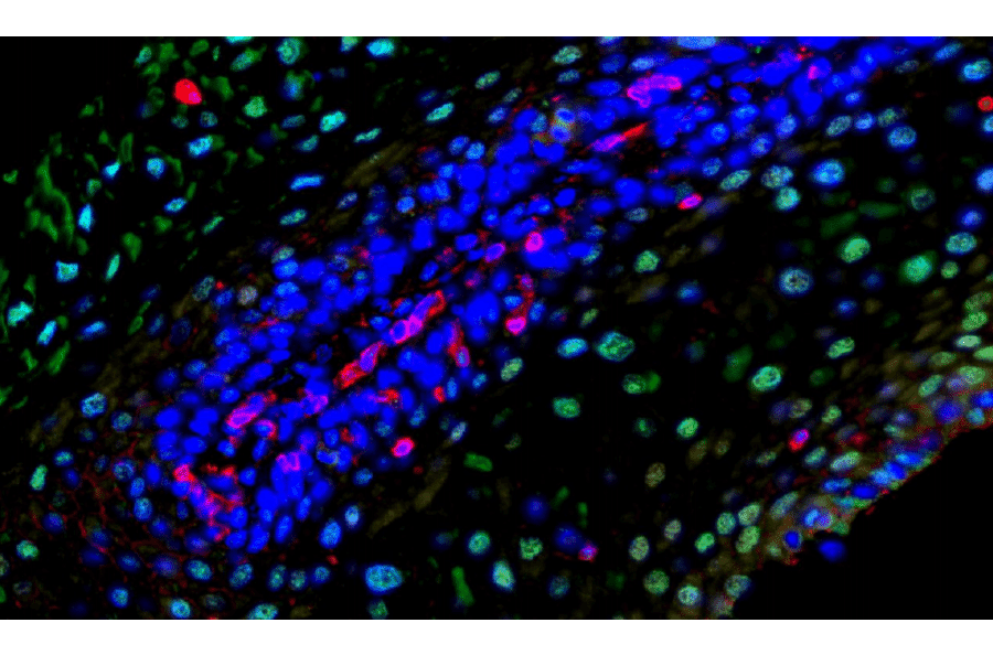 mIHC - mIHC Complete TSA Multiplex Kit - 7 Color (A334674) - Antibodies.com