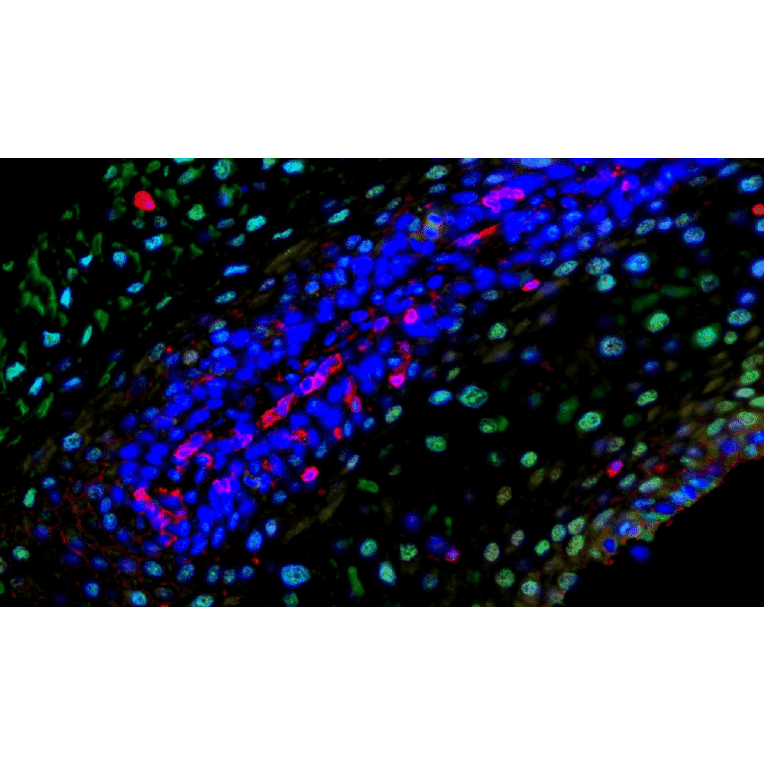 mIHC - mIHC Complete TSA Multiplex Kit - 7 Color (A334674) - Antibodies.com