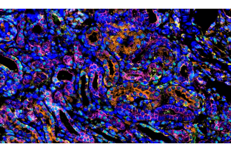 mIHC - mIHC Complete TSA Multiplex Kit - 4 Color (A334675) - Antibodies.com