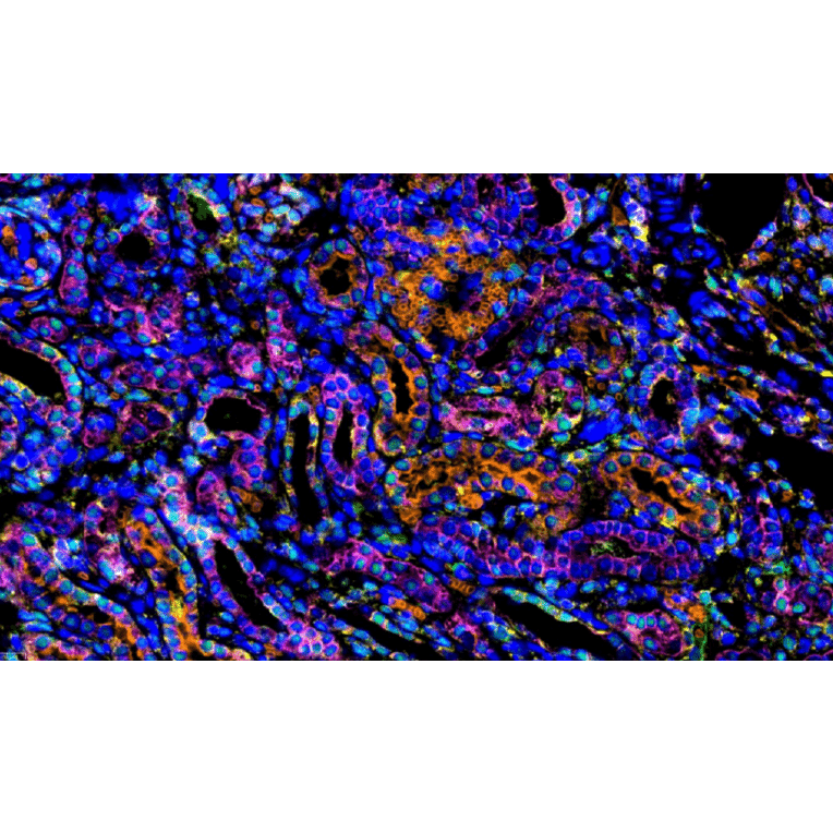 mIHC - mIHC Complete TSA Multiplex Kit - 4 Color (A334675) - Antibodies.com