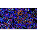 mIHC - mIHC Complete TSA Multiplex Kit - 4 Color (A334675) - Antibodies.com