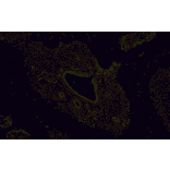 mIHC - mIHC Complete TSA Multiplex Kit - 5 Color (A334675) - Antibodies.com