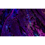 mIHC - mIHC Complete TSA Multiplex Kit - 5 Color (A334676) - Antibodies.com