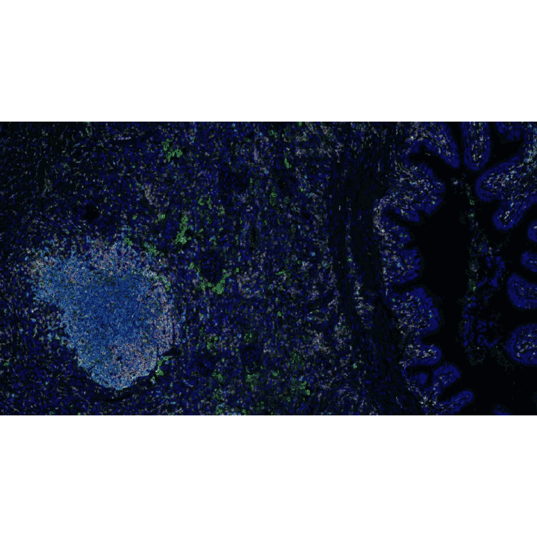 mIHC - mIHC Complete TSA Multiplex Kit - 6 Color (A334677) - Antibodies.com