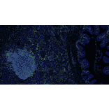 mIHC - mIHC Complete TSA Multiplex Kit - 6 Color (A334677) - Antibodies.com