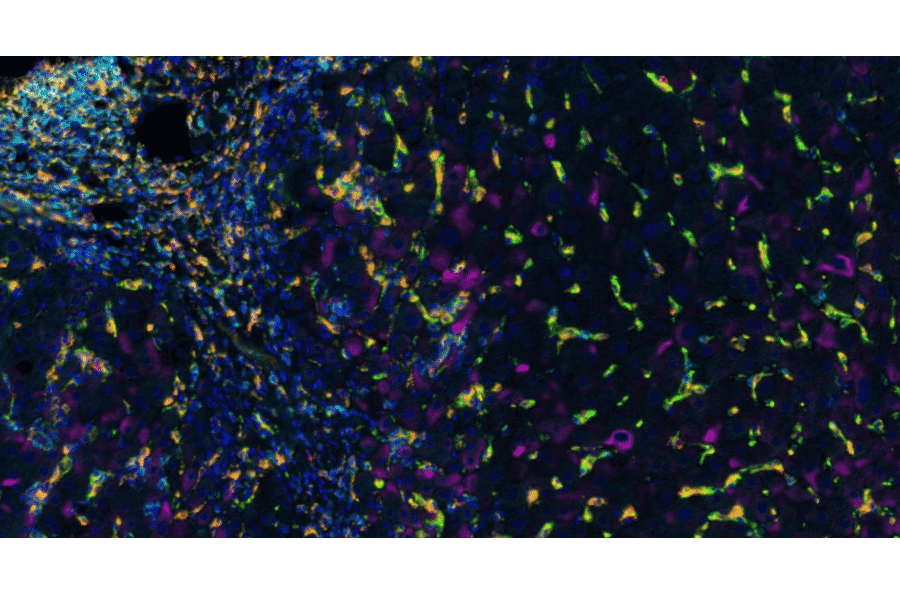 mIHC - mIHC Complete TSA Multiplex Kit - 6 Color PLUS- Antibodies.com