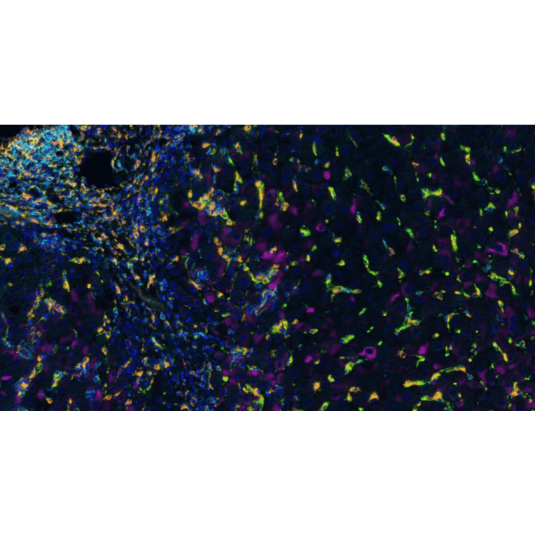 mIHC - mIHC Complete TSA Multiplex Kit - 6 Color PLUS- Antibodies.com