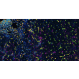 mIHC - mIHC Complete TSA Multiplex Kit - 6 Color PLUS- Antibodies.com