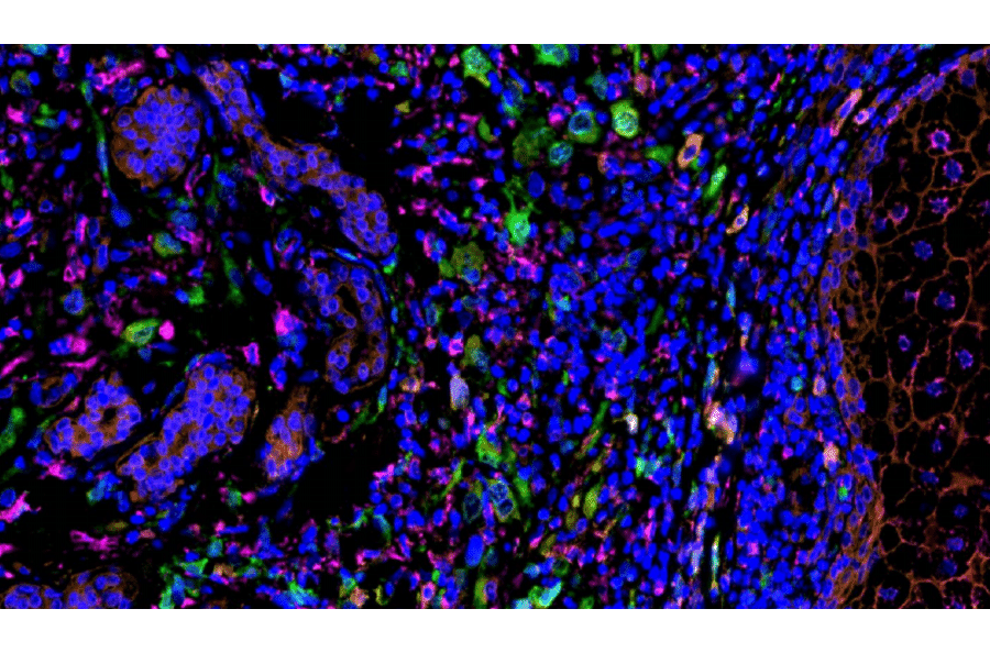 mIHC - mIHC Complete TSA Multiplex Kit - 7 Color (A334680) - Antibodies.com