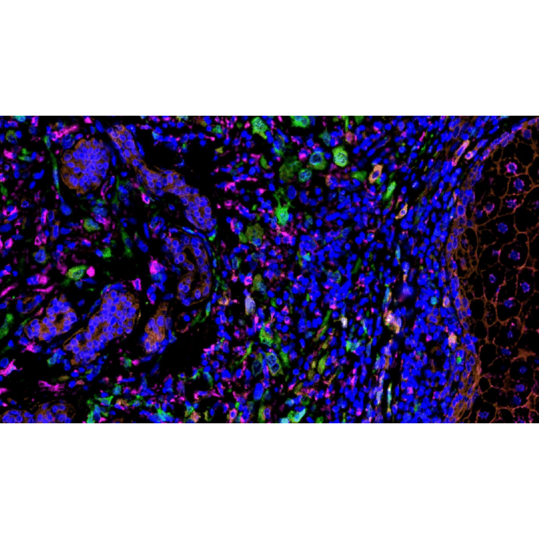 mIHC - mIHC Complete TSA Multiplex Kit - 7 Color (A334680) - Antibodies.com