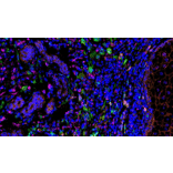 mIHC - mIHC Complete TSA Multiplex Kit - 7 Color (A334680) - Antibodies.com