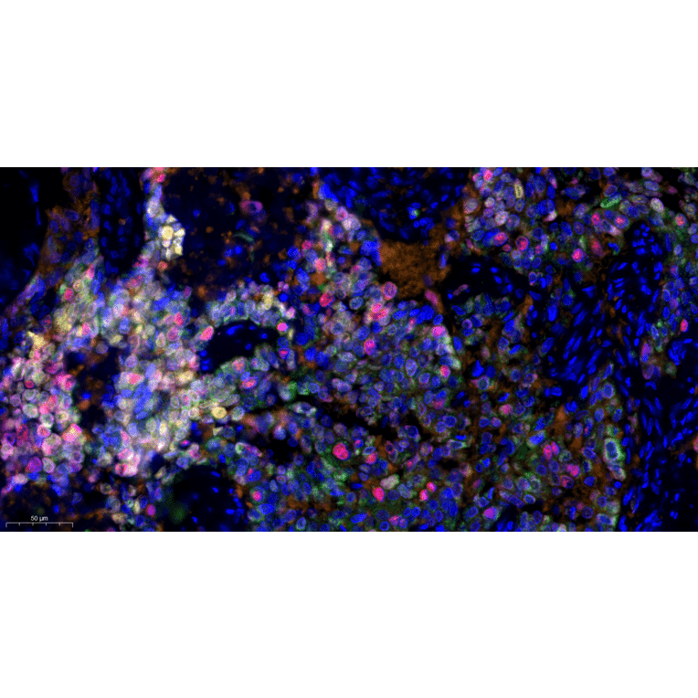 mIHC - mIHC Complete TSA Multiplex Kit - 6 Color (A334689) - Antibodies.com