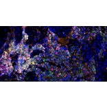 mIHC - mIHC Complete TSA Multiplex Kit - 6 Color (A334689) - Antibodies.com