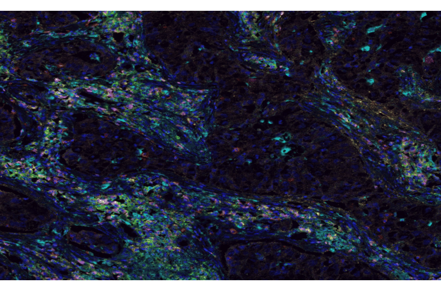 mIHC - mIHC Complete TSA Multiplex Kit - 7 Color (A334700) - Antibodies.com
