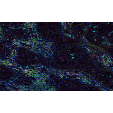 mIHC - mIHC Complete TSA Multiplex Kit - 7 Color (A334700) - Antibodies.com