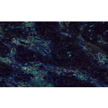 mIHC - mIHC Complete TSA Multiplex Kit - 7 Color (A334700) - Antibodies.com