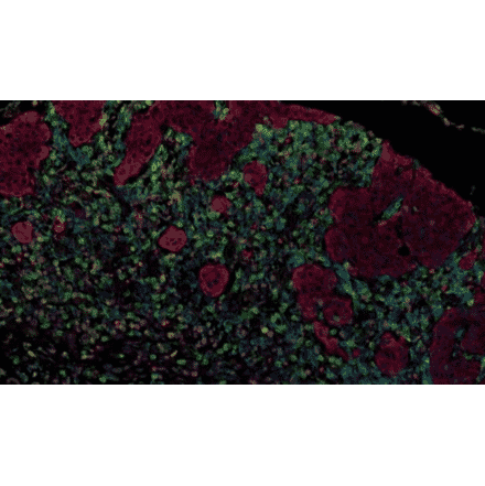 mIHC - mIHC Complete TSA Multiplex Kit - 3 Color B- Antibodies.com