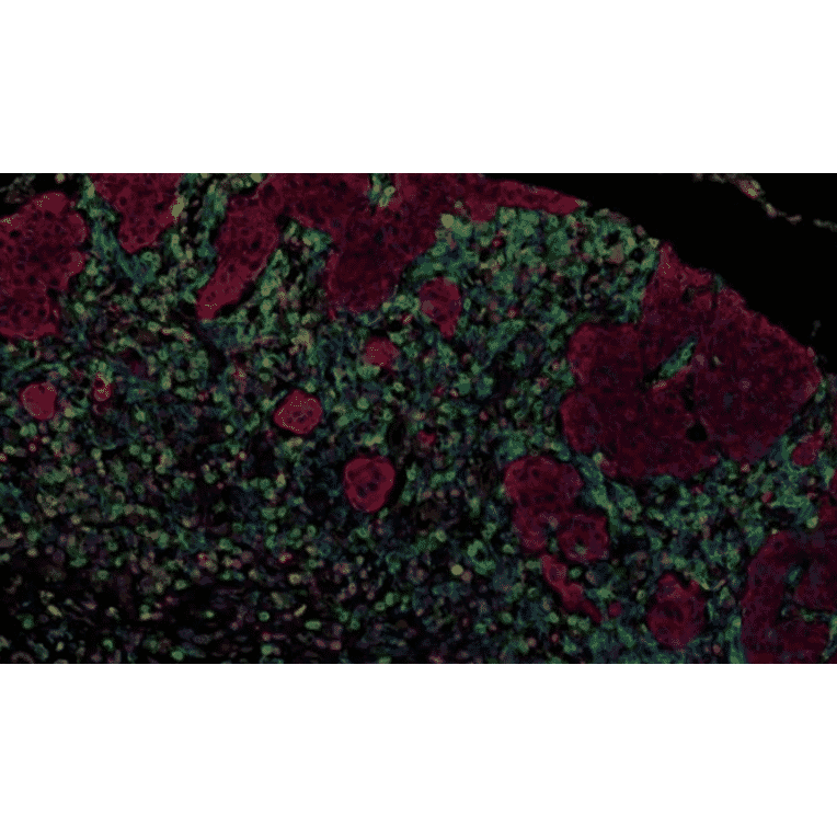 mIHC - mIHC Complete TSA Multiplex Kit - 3 Color B- Antibodies.com