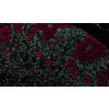 mIHC - mIHC Complete TSA Multiplex Kit - 3 Color B- Antibodies.com