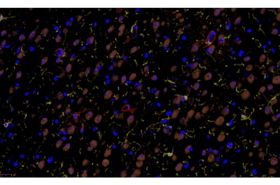 mIHC - mIHC Complete TSA Multiplex Kit - 4 Color (A334702) - Antibodies.com