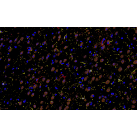 mIHC - mIHC Complete TSA Multiplex Kit - 4 Color (A334702) - Antibodies.com