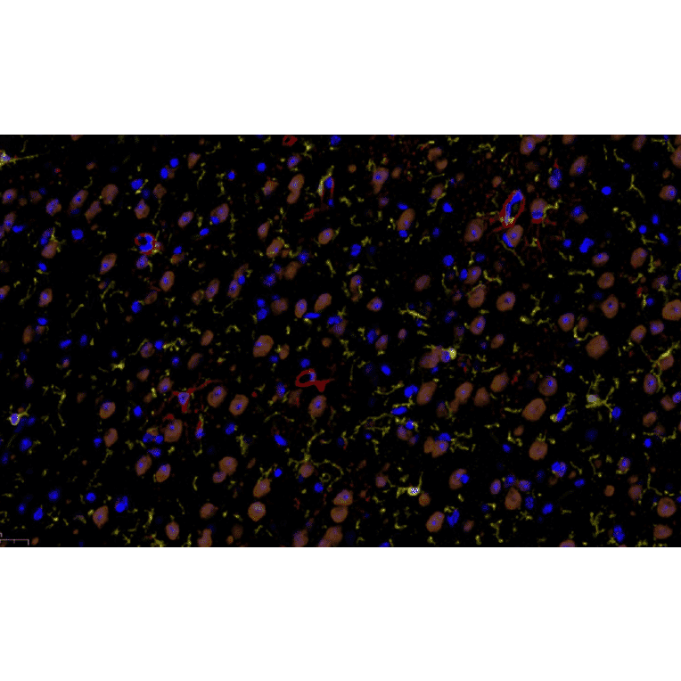 mIHC - mIHC Complete TSA Multiplex Kit - 4 Color (A334702) - Antibodies.com