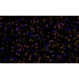 mIHC - mIHC Complete TSA Multiplex Kit - 4 Color (A334702) - Antibodies.com