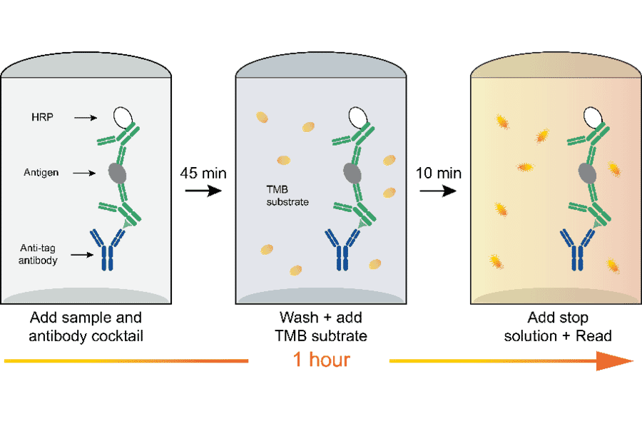 ELISA - Human IL-2 ELISA Kit (A334775)- Antibodies.com