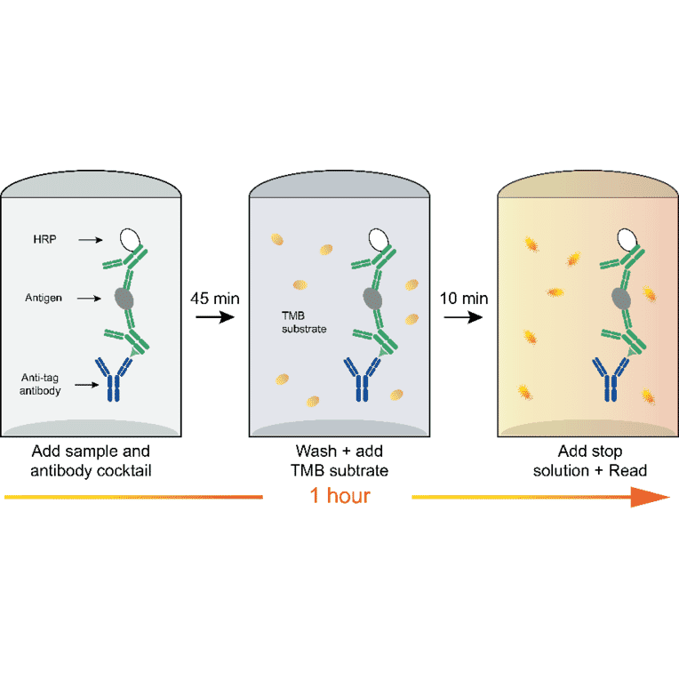 ELISA - Human IL-2 ELISA Kit (A334775)- Antibodies.com
