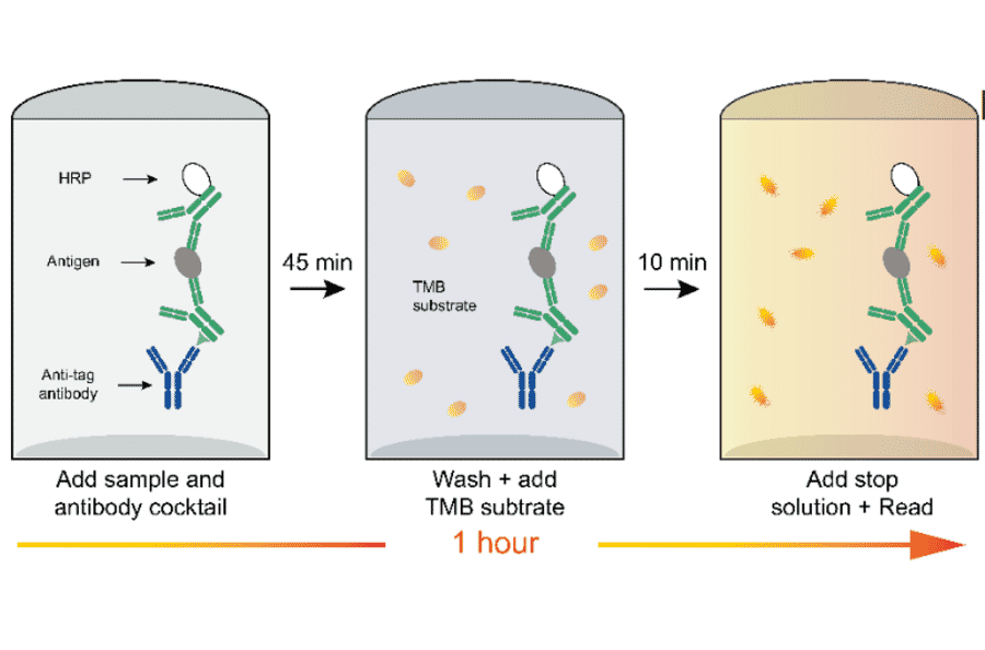 ELISA - Rabbit IgG ELISA Kit (A334777)- Antibodies.com