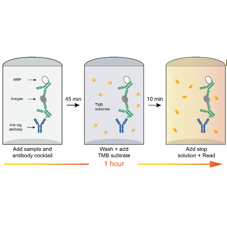 ELISA - Rabbit IgG ELISA Kit (A334777)- Antibodies.com