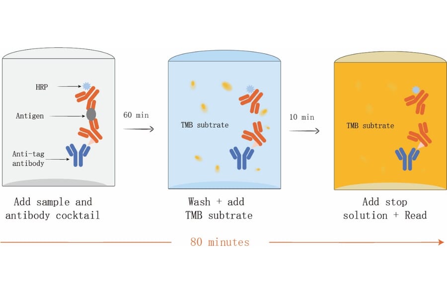 ELISA - Human IL-15 ELISA Kit (A334790)- Antibodies.com