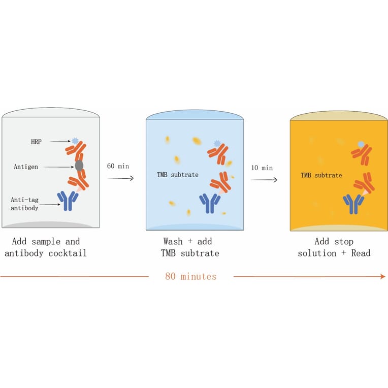 ELISA - Human IL-15 ELISA Kit (A334790)- Antibodies.com