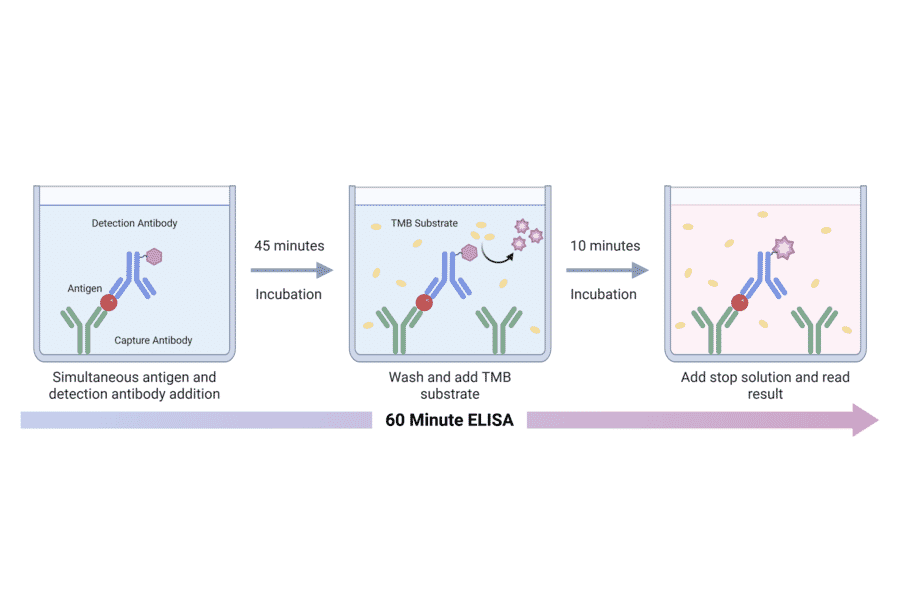 ELISA Schematic - Staphylococcus aureus Protein A ELISA Kit (A334807) - Antibodies.com