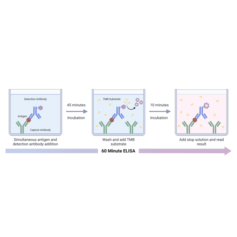 ELISA Schematic - Staphylococcus aureus Protein A ELISA Kit (A334807) - Antibodies.com