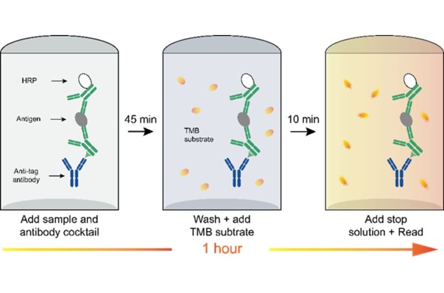ELISA - Staphylococcus aureus Protein A ELISA Kit (A334807)- Antibodies.com