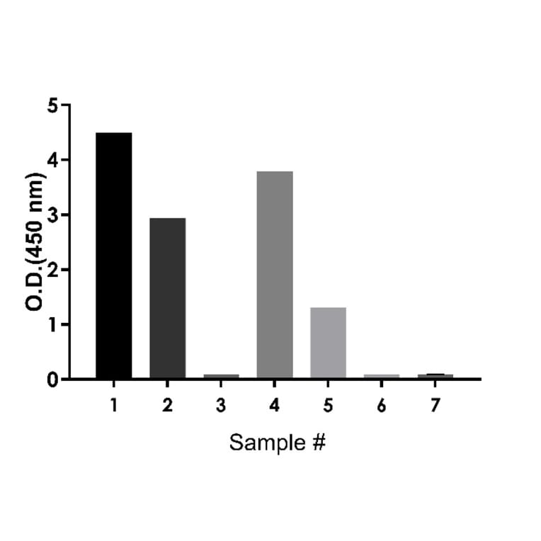 ELISA - Rat IgA ELISA Kit (A334812)- Antibodies.com