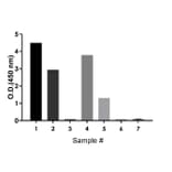 ELISA - Rat IgA ELISA Kit (A334812)- Antibodies.com