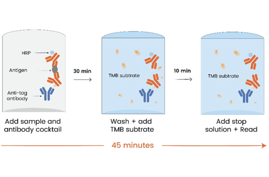 ELISA - Human IFN gamma ELISA Kit (A334813)- Antibodies.com