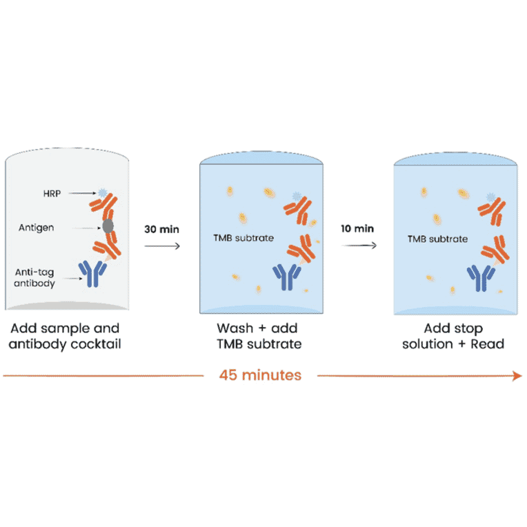 ELISA - Human IFN gamma ELISA Kit (A334813)- Antibodies.com