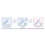 ELISA Schematic - Human Granzyme B ELISA Kit (A334814) - Antibodies.com